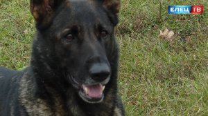 Елецкая Ракета: немецкая овчарка стала абсолютной победительницей специализированных соревнований