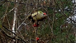 Пёстрая деревяшка, приятный подарок и зелёный дятел
