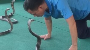 Поцелуй с коброй. Такое точно не забудешь.