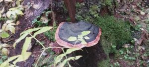 Трутовик - Русский гриб.