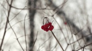 ПОГОДА НА РАБОЧУЮ НЕДЕЛЮ