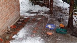 белкам неуютно