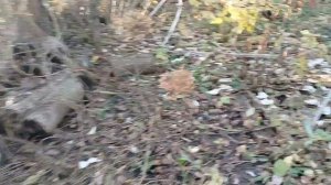 Сажаю тюльпаны 08.11.25.День второй.Пересаживаю вейгеллу и метельчатую гортензию