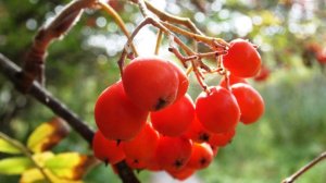 Был ветреным день предосенний вполне - стихи Виктора Левашова, Ярославль.