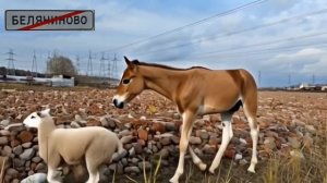 Мультфильм о Беляниново