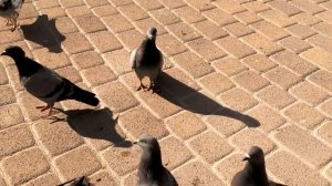 Махач голубей за еду