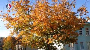 Итоги конкурса «Жёлтый лист в объективе»