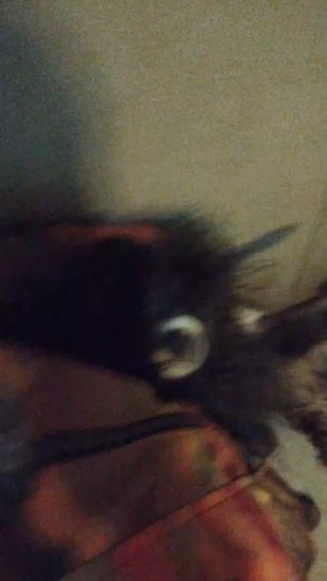 Мы идём гулять с собакой! | 10-ноя-2025