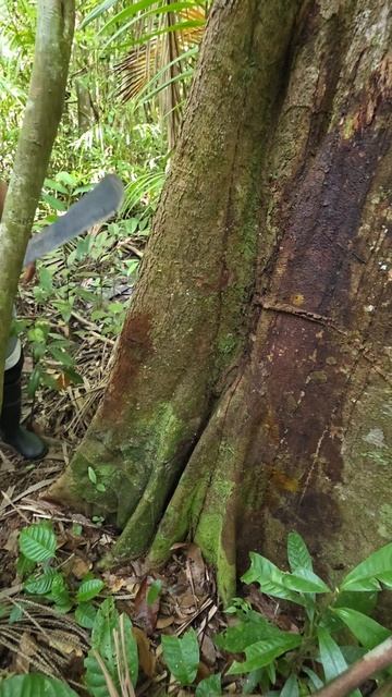 Добрались до джунглей Венесуэлы и дерево- телефон индейцев на реке Ориноко