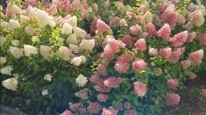 Фотки с Юбилея выставила в чат Рядом с городом( Телеграмм) Разобрали грядку и другие осенние дела .