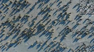 Пингвины и нерпы Антарктики.