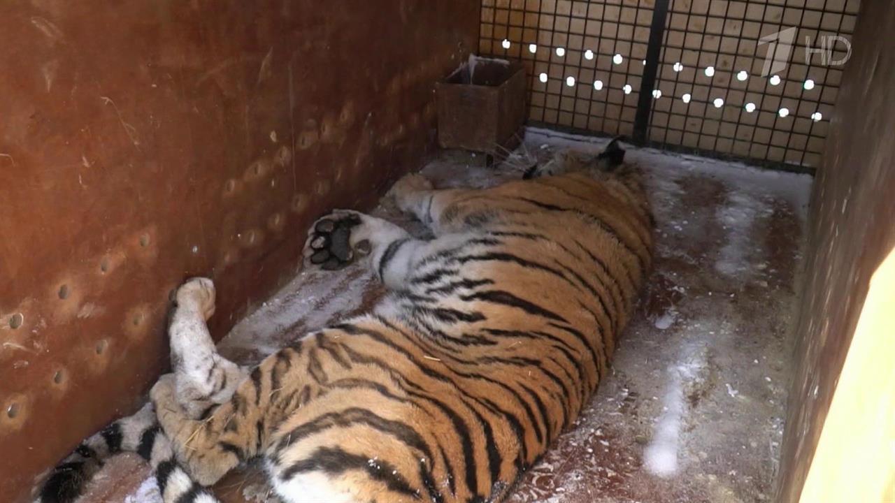 В Московский зоопарк с Дальнего Востока привезли двух амурских тигриц