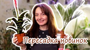 Новые растения! Будни цветовода. Пересадка из транспортировочных горшков. Посадка семян Маммиллярии