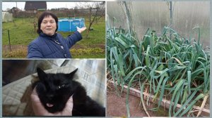 Не обижайтесь,но говорю как понимаю.Состав компресса.