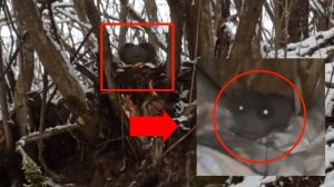 Страшные существа похожие на инопланетяне снятые на камеру