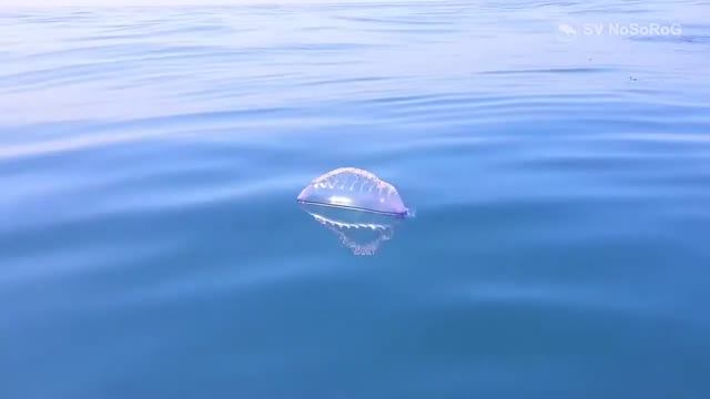 Чем опасен для человека Португальский кораблик (Portuguese man o' war) — Physalia physalis ?