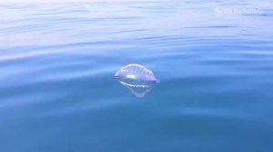 Чем опасен для человека Португальский кораблик (Portuguese man o' war) — Physalia physalis ?