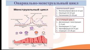 Видео-лекция 22.2 Циклические изменения в организме женщины