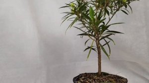 √1,2,3 фикус 123 саликария или неирефолия (Бонсай)