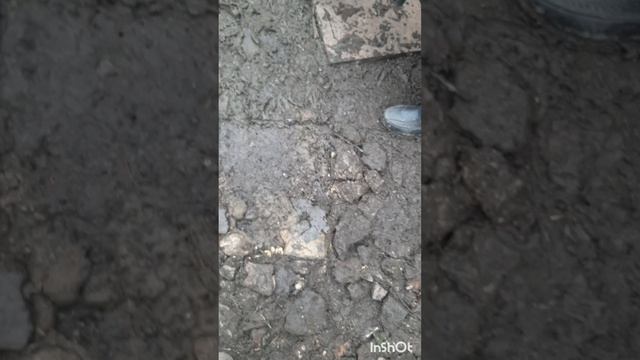 Животные.Сборник интересных моментов из жизни животных.Фильм6.Серия1 .mp4