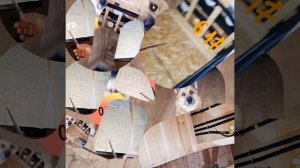 1000039766.mp4 (Собака смотрит на монтаж электропроводки ( по аварийным ситуациям ) в доме А-фрейм)