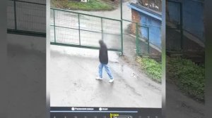 ‼️В Остафьево разыскивают пропавшую собаку по кличке Сима - хозяева подозревают криминальный мотив‼️