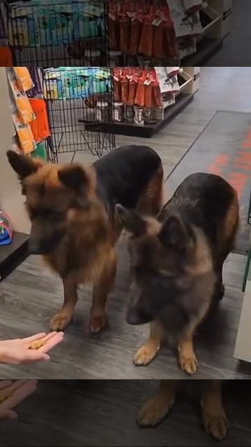 Правильные собаки