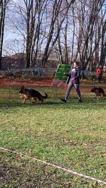 ЮНИОРЫ СУКИ / КЧК ВОРОНЕЖ 26 октября`25 М.Волкова Моно немецких овчарок