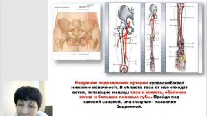 2 Гаева С.Ж. Лекция 43-44 Артериальная система