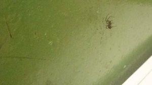 1000008387.mp4Познакомилась с соседкой