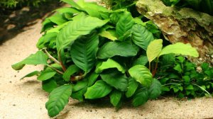 АНУБИАС для Ленивых: Посадка и Уход за 5 минут