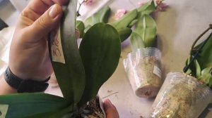 Три бабочки, пелор и вкусная штучка 😃