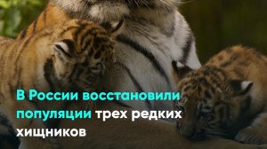 В России восстановили популяции трех редких хищников