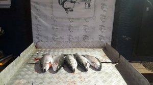 итоговый улов форели