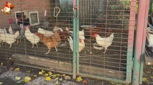 Куры осенью очень счастливы 🤗😂😜  (10)