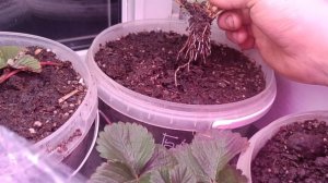 ВЫСАДИЛ КЛУБНИКУна поддоконике, БЕЗ КОРНЯ