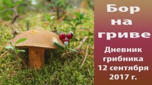 Бор на гриве. Дневник 12 сентября 2017 года.