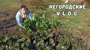 Сельский СУПЕРМЕН. Безхвостик добегался... 3.11.25