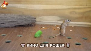 Видео для кошек про крысок развлекать питомцев 🐭🐀😂 (369)