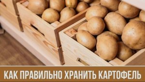 КАК ХРАНИТЬ КАРТОФЕЛЬ