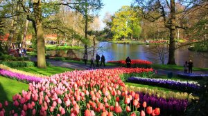 Голландия. Самый красивый САД ТЮЛЬПАНОВ  КЁКЕНХОФ Релакс