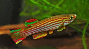 Афиосемион стриатум