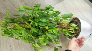 Фикус Бенджамина спасение, даже самый облысевший фикус вмиг оживет и позеленеет