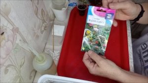 Пересадка фикуса из WB и посев семян кактусов.