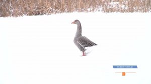 История о большой человечности по отношению к одной птице