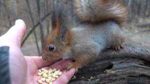 Белки и орешки. Зарисовка