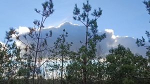 Маслята/мелколесье/гигрофор Персона и просто лес/классная погода и солнышко