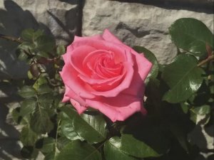 Фотоальбом - только розы