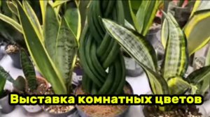 Выставка комнатных цветов г. Воронеж.