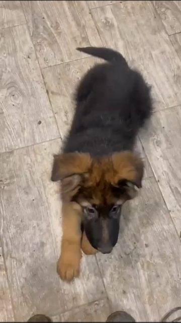 Баларис ТАНОС,  3 месяца. Начало послушания.